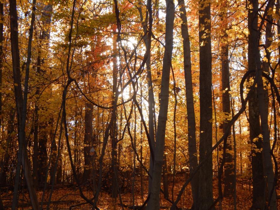 sinick family dental | photo contest | medina, oh